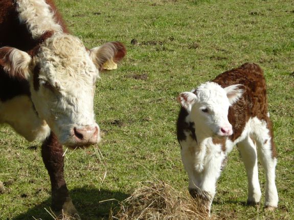 View of Hereford cattle grazing at Whitestar Station